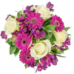Seen from a direct overhead view against a crisp white background, this tightly gathered bouquet reads as a study in joyful contrast. At the centre, creamy white roses unfold in soft, velvety spirals - their perfume is hinted at rather than overpowering, a delicate tea-rose scent that suggests quiet refinement. Surrounding those ivory hearts are exuberant magenta Gerbera daisies, their flat, radiating petals and darker centres giving the composition a lively, graphic energy. Sprays of deep purple Alstroemeria slip between the larger blooms, their trumpet-shaped faces and subtle darker markings adding an intricate, almost painterly texture. A variety of glossy green foliage - broad leaves with a slight waxy sheen and finer, trailing stems - fills the negative space and lifts the colours so the fuchsia and royal purple sing against the white. The overhead framing makes the bouquet read like a perfect, dense circle, carefully balanced so every bloom has presence without crowding its neighbour. Soft, even lighting reveals the satiny sheen of petals and the cool relief of shadow in the rose cupped centres, evoking freshness and the impression of a just-made arrangement brought to life that morning in a quiet Highgate studio. This composition suits many occasions - birthdays, anniversaries, a thank-you gift or simply to brighten a flat on Highgate High Street - carrying both the celebration of colour and the calm elegance of classic roses. A florist's touch is visible in the rhythm of placement: bold, joyful, and considerate, designed to be seen, smelled and savoured.