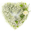 A tender heart-shaped tribute formed entirely from a dense cloud of tiny white Baby's Breath (Gypsophila) blooms, set against a clean white background so every delicate flower reads with clarity. The mass of fine, star-like blossoms creates a soft, pillowy texture that looks almost weightless, as if the heart could float away on a gentle breeze. Nestled into the upper right curve is a single cream-white rose, its petals tightly furled at the center yet beginning to unfurl around the edges, offering a quiet focal point of velvety form amid the feathery gypsophila. Glossy, lobed ivy leaves thread through the right-hand side, their deep green tones and subtle variegation giving a classic, grounding contrast, while slender, pale-green eucalyptus-like sprigs trail diagonally downward, adding soft movement and a hint of silvery sheen. Bright, even lighting brings out the pristine whites and the subtle tonal shifts in the rose's center, and a faint floral sweetness seems to linger in the air - a discreet, garden-like perfume rather than an overpowering scent. The overall impression is one of purity, calm, and reverent beauty: a sympathy or memorial piece designed to convey respect and enduring affection. As a local florist familiar with Highgate Village and the quiet corners near Waterlow Park, I imagine this arrangement placed by a graveside or used at a remembrance service where understated elegance and softness are most fitting.