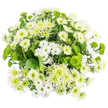 In this overhead photograph, the bouquet appears as a rounded, overflowing cluster of chrysanthemums, composed entirely in shades of white and green and laid on a spotless white backdrop for a contemporary, almost minimalist look. The florist has packed the blooms tightly so that the arrangement resembles a soft floral cushion. White chrysanthemums make up most of the design: some with the simple, daisy-like form of spray mums-smooth, evenly spaced petals circling subtle green-yellow centres-and others with a fuller, more traditional chrysanthemum shape, where many slim petals overlap in layers to create a rich, plush face. Here and there, individual flowers with longer, slightly tousled or spiky petals introduce a hint of movement and a feathery texture. Interspersed among the whites are clusters of vivid, chartreuse-green button chrysanthemums, their small, rounded Santini blooms adding playful dots of colour and a pleasantly nubby texture. A few lime-green spider or cremon chrysanthemums extend fine, narrow petals outward from pale hearts, giving a delicate, starburst effect that adds elegance and depth. Deep, glossy green foliage forms the foundation, its broad leaves only partially visible beneath the blooms, but providing a strong contrast that intensifies the brightness above, reminiscent of the deep greens that frame the views across London from near Highgate Cemetery and Parliament Hill. The lighting is bright and even, making the whites appear fresh and luminous, and the greens cool and soothing. This bouquet feels poised and tranquil, ideal for a Highgate home office, a peaceful bedroom overlooking tree-lined streets, or as a thoughtful delivery to quietly celebrate a new chapter or offer gentle comfort.