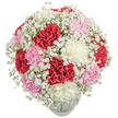 This abundant carnation bouquet brings together the classic palette of Highgate-deep red, pale pink, and creamy white-arranged with an expert's touch into a lush, dome-shaped display. Ruffled carnation petals, each layer gently curled, create a sense of movement and warmth within the compact design. Throughout the bouquet, bursts of airy Baby's Breath lift the arrangement, their tiny blossoms reflecting the crisp daylight that spills across Highgate's historic terraces. The clear glass vase, rounded and sturdy, grounds the collection with elegant simplicity, visible at the base and echoing the clean, timeless beauty appreciated along Muswell Hill Road. The bouquet's fullness and balanced composition foster a feeling of gentle affection and hopeful celebration-fitting for a birthday, anniversary, or simply to brighten a beloved home. Set against a pure white background, every colour and texture is accentuated, inviting admiration for the florists' attentive craftsmanship and the living charm found throughout N6. This arrangement embodies both contemporary style and classic tradition, offering joy wherever it is delivered around Highgate.