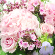 This image shows a lush, hand-tied bouquet in soft pinks and lavenders, captured in close-up as if resting on a polished table in a Highgate home. The main focus is a large hydrangea head in blush pink, positioned across the centre and upper left of the frame. Its countless small petals press together to form a rounded, cushiony mass that looks almost weightless, like a cloud of petals. Just below and slightly to the left, a classic blush rose unfurls, its velvety petals arranged in a precise spiral that gradually opens outwards. To the mid-right, another rose in a very similar pink hue provides a graceful counterpart, mirroring the shape and lending an easy symmetry to the arrangement.
Between and around these larger blooms, clusters of smaller, more vivid flowers - likely waxflower or phlox - appear in shades of bright fuchsia and magenta. Each little blossom has a simple, five-petalled, star-like form with a darker centre, adding flecks of intensity and delicate patterning that reward a closer look. On the lower right, a bell-shaped campanula in soft lavender-blue peeks out from the foliage, its curved silhouette and cooler colour introducing a subtle contrast that keeps the bouquet from feeling overly sweet. Surrounding all the flowers, slim green stems and rich, dark leaves weave together, framing the blooms with a natural, garden-fresh backdrop.
The lighting is soft and even, reminiscent of a bright yet overcast day in Highgate, gently highlighting the textures and subtle colour shifts without creating harsh shadows. Overall, the bouquet conveys a mood of gentle celebration and quiet affection, perfect for same-day flower delivery across N6 - perhaps as an anniversary surprise near Waterlow Park, a birthday gesture along Highgate High Street, or a tender thinking of you for someone who appreciates understated elegance.
