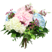 A lush hydrangea bouquet fills the frame, set against a pure white background that gives it the feeling of floating lightness, like mist rising over Highgate in early spring. At its heart sit large, rounded hydrangea heads, each one a tight cluster of tiny petals that together resemble soft, billowing clouds. Their colours are soothing and romantic: baby pink with gentle blush tones, sky blue with a cool, tranquil depth, and creamy white that glows softly, bringing brightness and purity to the ensemble. Interspersed among these generous blooms are slender sprigs of fine, deep magenta filler flowers, likely waxflower, whose minute blossoms and delicate buds sparkle against the pastels, offering a pleasing contrast and an airy, almost whimsical feel. Surrounding the floral core, a collar of greenery spreads outward: broad, glossy dark-green leaves frame the hydrangeas with structure and richness, while smaller, more delicate leaves soften the silhouette and suggest a freshly gathered, garden-inspired mood. The stems are neatly gathered and tied at the base, forming a classic hand-tied bouquet that looks ready to be placed in a simple glass vase on a Highgate Village kitchen table or a windowsill overlooking the rooftops near Pond Square. Soft, even lighting picks up the subtle textures in each petal and leaf, from the faint veining to the gentle curve of every floret. The atmosphere of the bouquet is calm, thoughtful, and quietly joyful, making it fitting for celebrations, thank-you gestures, housewarmings, or to offer sympathy with grace. It reflects the eye of a skilled local florist, sensitive to both the visual harmony of pastel tones and the comforting, uplifting effect that fresh flowers can bring to everyday life in Highgate.
