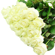 The photograph showcases a lavish bouquet of white roses, drawn so close together that the blooms form a continuous, cushion-like tapestry of petals. Each rose is wonderfully full, with layers of velvety petals unfurling from the centre in neat, swirling patterns. The hue is a rich, creamy white touched with the slightest hint of ivory where the petals nestle into shadow, giving the flowers an inviting warmth and softness. Some buds remain slightly closed, offering pointed tips and smoother outlines, while others are open wide, revealing deeper whorls that add dimension and interest. Around the perimeter of the bouquet, deep green leaves peek out, their natural curves and gently softened edges providing a subtle but striking contrast to the pale blooms. The lighting is clear and bright, reminiscent of a bright afternoon in Highgate, catching the texture of the petals and sculpting the bouquet into a rounded, almost architectural form. There is no vase in view, keeping attention on the hand-tied character of the roses and the thought that they might be moments away from being delivered by Flowers Highgate to a townhouse near Swain's Lane or a quiet reception by Highgate Cemetery. One can almost imagine the fragrance: a soft, creamy, freshly cut scent that brings calm and quiet emotion to the room. The mood this arrangement conveys is serene and romantic, making it ideal as a bridal bouquet, an elegant anniversary gesture, or a tender sympathy arrangement for those in the Highgate community seeking a timeless, respectful expression of love and remembrance.